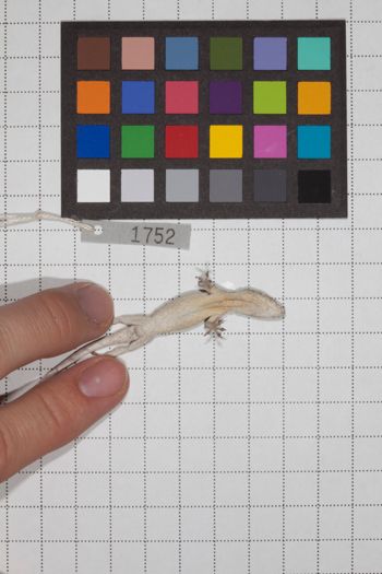 Media type: image;   Herpetology R-189935